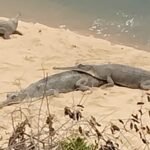 तीन साल के इंतजार के बाद लौटी खुशखबरी,नर घड़ियाल की वापसी से सोन अभयारण्य में फिर शुरू हुआ प्रजनन चक्र