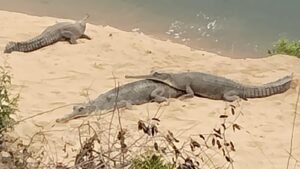 तीन साल के इंतजार के बाद लौटी खुशखबरी,नर घड़ियाल की वापसी से सोन अभयारण्य में फिर शुरू हुआ प्रजनन चक्र