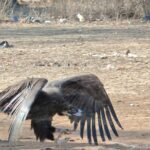 भोपाल से उड़ान, पाकिस्तान में लैंडिंग, 6 दिन में सरहद पार कर गया गिद्ध