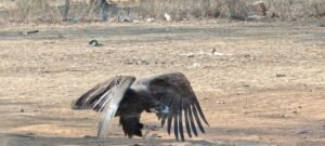 भोपाल से उड़ान, पाकिस्तान में लैंडिंग, 6 दिन में सरहद पार कर गया गिद्ध