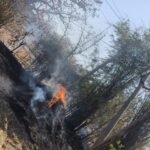 11Kb पोल टूटने से बाडी,पैरा में फैली आग,पास बधे गाय के 3बछड़े झुलसे