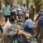 बांधवगढ़ में बाघों की भिड़ंत, घायल शावक का रेस्क्यू कर भेजा गया उपचार के लिए
