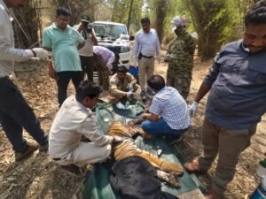 बांधवगढ़ में बाघों की भिड़ंत, घायल शावक का रेस्क्यू कर भेजा गया उपचार के लिए
