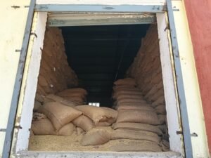 धान से भरे हैं गोदाम,कहां भंडारण होगा गेहूं उठ रहे सवाल?