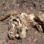 टाइगर स्टेट' में सिस्टम का 'डेथ वारंट,मुख्य मार्ग से 100 मीटर दूर सड़ता रहा बाघ, सोता रहा प्रबंधन