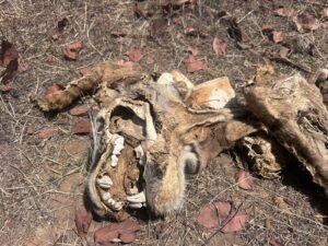 टाइगर स्टेट' में सिस्टम का 'डेथ वारंट,मुख्य मार्ग से 100 मीटर दूर सड़ता रहा बाघ, सोता रहा प्रबंधन