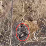 महुआ नहीं मिला… तो थैला ही उठा ले गया जंगल का महाराज