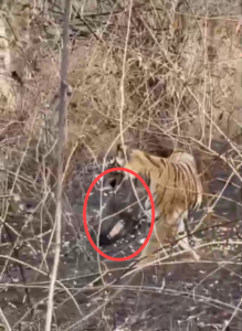 महुआ नहीं मिला… तो थैला ही उठा ले गया जंगल का महाराज