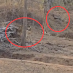 बांधवगढ़ में अद्भुत नज़ारा, एक ही फ्रेम में दिखे बाघ और मोर, वीडियो वायरल