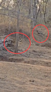 बांधवगढ़ में अद्भुत नज़ारा, एक ही फ्रेम में दिखे बाघ और मोर, वीडियो वायरल