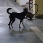 उमरिया कलेक्ट्रेट में न्याय की गुहार लेकर पहुंचा बंदर, कुत्ते से भी हो गई बहस