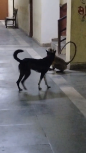 उमरिया कलेक्ट्रेट में न्याय की गुहार लेकर पहुंचा बंदर, कुत्ते से भी हो गई बहस