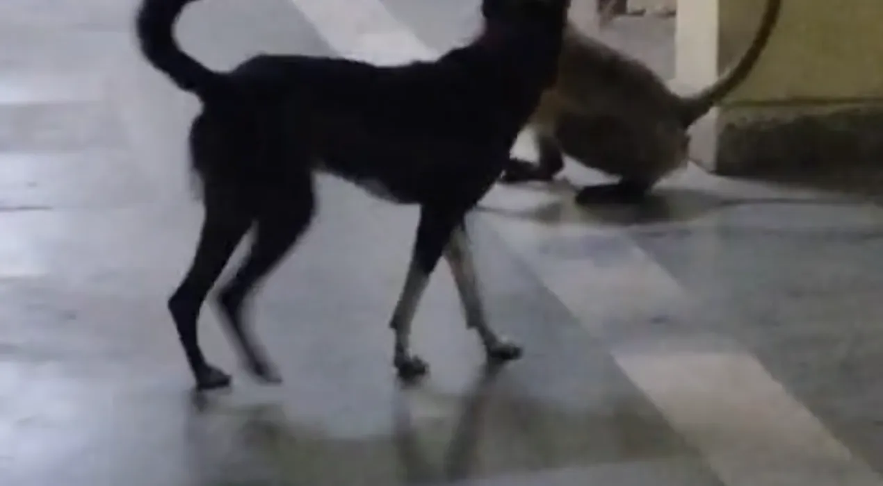 NewsE7Live 2 Screenshot 20260410 224433 News E 7 Live