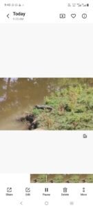 गेरुआ गांव के तालाब में दिखा मगरमच्छ, ग्रामीणों में दहशत,वन विभाग पर लापरवाही के आरोप