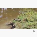 गेरुआ गांव के तालाब में दिखा मगरमच्छ, ग्रामीणों में दहशत,वन विभाग पर लापरवाही के आरोप