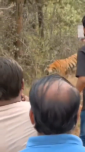 वायरल की सनक में खतरा,फिर बाघ के सामने उतरे लोग, नियमों की उड़ाई धज्जियां