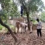 उद्यानिकी विभाग परिसर में एक अज्ञात महिला का शव पेड़ से लटका मिला शव