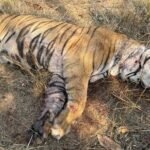 खितौली जंगल में बाघों की दहाड़ के बाद मिला एक बाघ का शव, संघर्ष में मौत की आशंका
