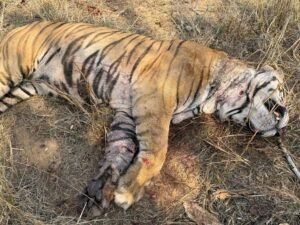खितौली जंगल में बाघों की दहाड़ के बाद मिला एक बाघ का शव, संघर्ष में मौत की आशंका