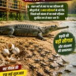 सोन घड़ियाल अभयारण्य में गूंजी किलकारियां,तीन मादा घड़ियालों के अंडों से निकले नन्हे मेहमान, 90 बच्चों के जन्म की उम्मीद