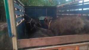 बारात में गए किसान के घर पर धावा,ग्रामीणों की सतर्कता से भैंस चोर गिरोह पकड़ा, एक गिरफ्तार, तीन फरार