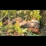13 फीट लंबे अजगर ने बकरी को बनाया शिकार, गांव में मचा हड़कंप, वन विभाग और पुलिस की टीम ने किया रेस्क्यू