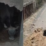 NH-39 में 10 फीट का मौत का गड्ढा: गाय गिरी, 12 साल में नहीं बनी सड़क, अब प्रशासन ने दिए तत्काल मरम्मत के निर्देश