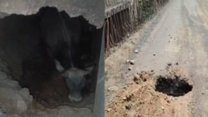 NH-39 में 10 फीट का मौत का गड्ढा: गाय गिरी, 12 साल में नहीं बनी सड़क, अब प्रशासन ने दिए तत्काल मरम्मत के निर्देश