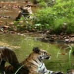 संजय टाइगर रिजर्व में दिखा रोमांचक नजारा, मंडोला बीट में एक साथ नजर आए तीन बाघ; पानी में बैठकर गर्मी से लेते दिखे राहत