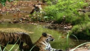 संजय टाइगर रिजर्व में दिखा रोमांचक नजारा, मंडोला बीट में एक साथ नजर आए तीन बाघ; पानी में बैठकर गर्मी से लेते दिखे राहत