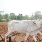 जल्द तेज बारिश होने की बढ़ी उम्मीदें,खेत तैयार करने में किसानों की दिख रही मुस्तैदी 