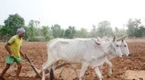 जल्द तेज बारिश होने की बढ़ी उम्मीदें,खेत तैयार करने में किसानों की दिख रही मुस्तैदी 