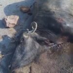 अनियंत्रित इनोवा कार की टक्कर से भैंस की मौत