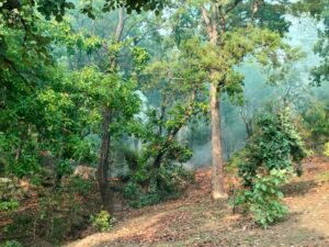 संजय टाइगर रिजर्व के दुआरी पहाड़ में लगी आग, कई एकड़ वन क्षेत्र प्रभावित