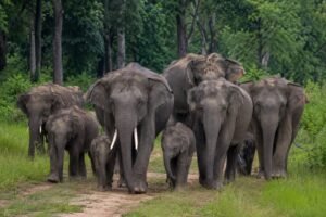कुसमी क्षेत्र में जंगली हाथियों का मूवमेंट, वन विभाग ने जारी किया अलर्ट