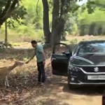 चीतल को केला खिलाना पड़ा भारी, वायरल वीडियो के बाद हरकत में आया बांधवगढ़ प्रबंधन