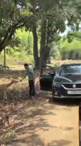 चीतल को केला खिलाना पड़ा भारी, वायरल वीडियो के बाद हरकत में आया बांधवगढ़ प्रबंधन