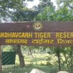 बांधवगढ़ में होगा वन विभाग के श्वान दलों का राज्य स्तरीय प्रशिक्षण, वन्यजीव अपराध जांच होगी और मजबूत
