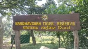 बांधवगढ़ में होगा वन विभाग के श्वान दलों का राज्य स्तरीय प्रशिक्षण, वन्यजीव अपराध जांच होगी और मजबूत