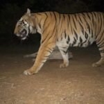 100 वर्ग किमी सर्च के बाद सुरक्षित मिली कॉलर वाली बाघिन