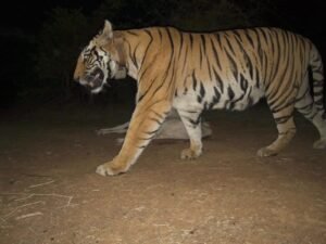 100 वर्ग किमी सर्च के बाद सुरक्षित मिली कॉलर वाली बाघिन