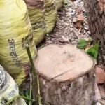ताले में बंद था सरकारी बंगला, चोर काट ले गए चंदन का पेड़,बांधवगढ़ में सुरक्षा पर बड़े सवाल