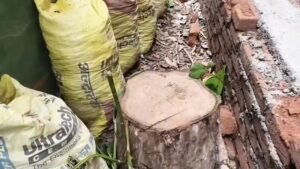ताले में बंद था सरकारी बंगला, चोर काट ले गए चंदन का पेड़,बांधवगढ़ में सुरक्षा पर बड़े सवाल